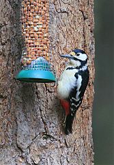 Great Spotted Woodpecker